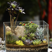 ��������ֲ����ֲ�����