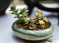 �������Ǯ��