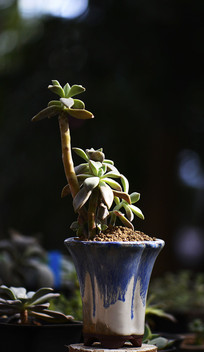 ���˶���ֲ��