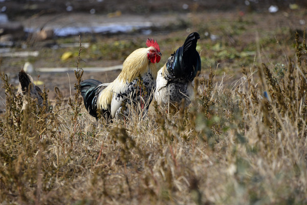 �����Ĺ���