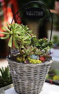 ������ֲ����ֲ�����