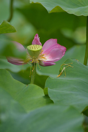 �ɻ���Ҷ�羰ͼƬ