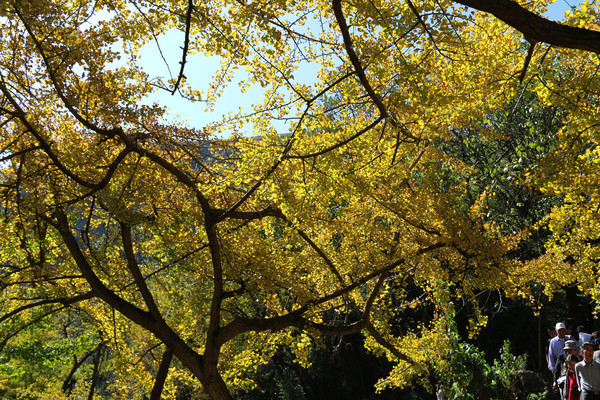 ���������ɫ��