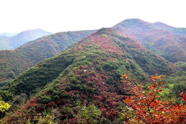 ���������ɽ