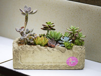 ������ֲ����ֲ�����