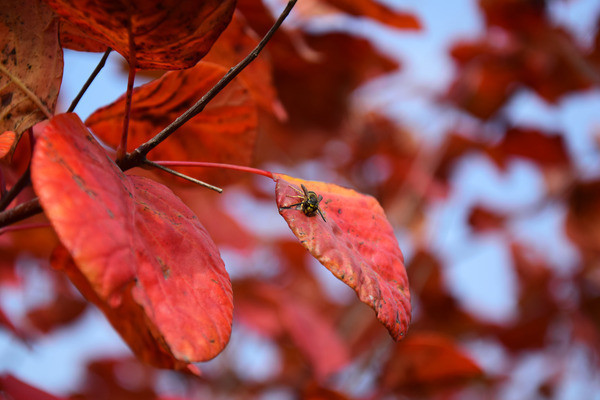 �＾�Ļ�����Ҷ��