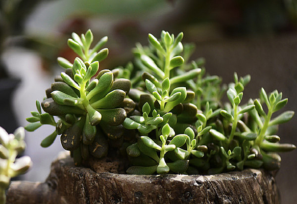 ��������ֲ����ֲ��