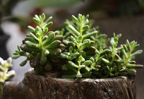 ��������ֲ����ֲ��