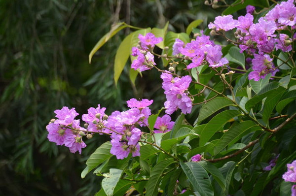 ʢ������ɫС��