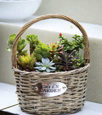 ������ֲ�������