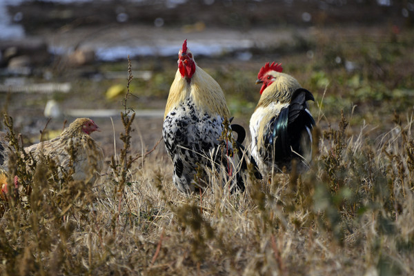 �ۼ�����