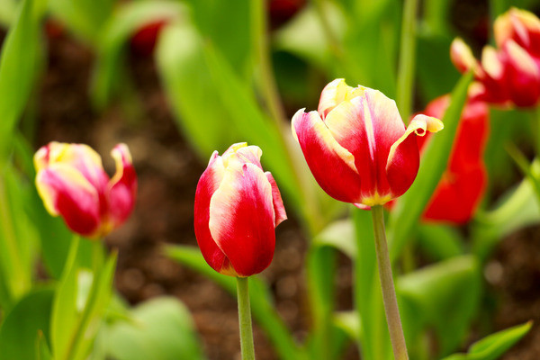 �����㻨��