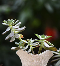 ���Ͷ���ֲ��