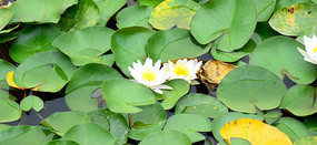 ������ɫ��Ȼ