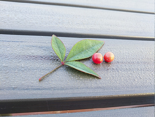 ��������Ҷͼ