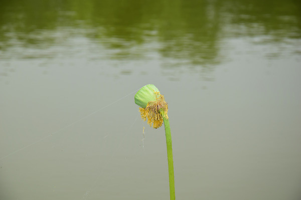 ��ɫ����