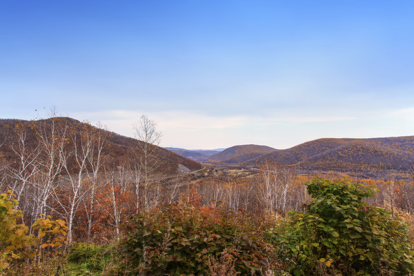 ���ɹź��ױ�����ԭ��Ҷ����ɽ��