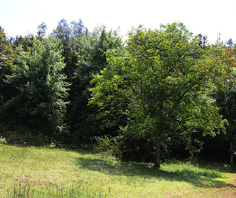 ɭ�ֵ�һ�ô���