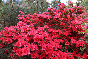 ʢ����СҶ�ž黨