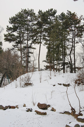 ����ѩ��