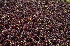 С������ͼƬ