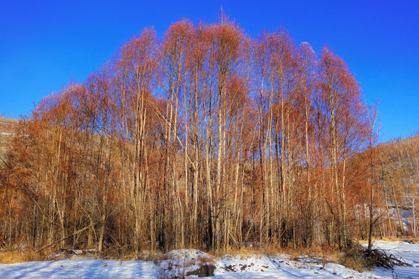 �˰�����ѩ��