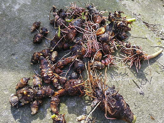 ��ɫʳƷ��ͷ