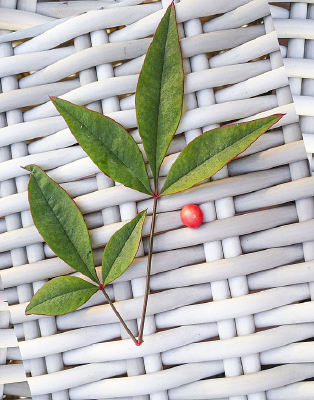 �����Ҷ���ͼ