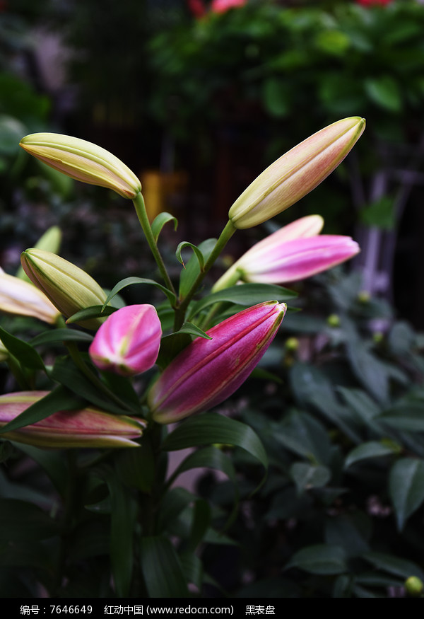 百合花花骨朵图片图片