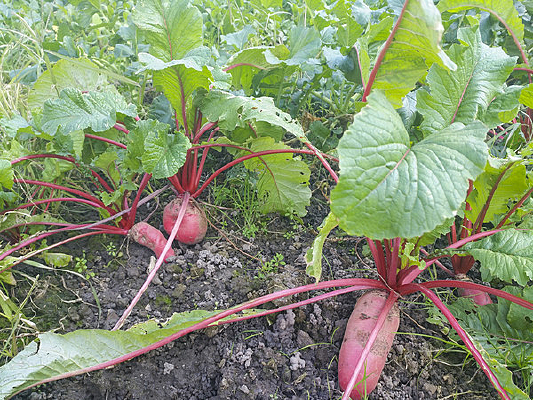 �˵غ��ܲ�ͼ