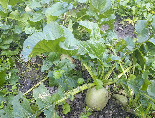 �˵����ܲ�ͼ