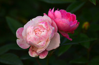 ������õ�廨