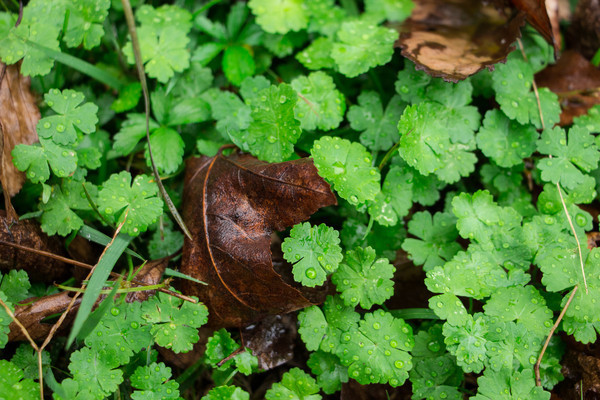 �̲��е���Ҷ