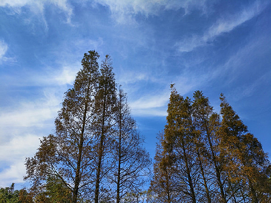 ��������ľ��ͼ