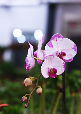 ˫ɫ������