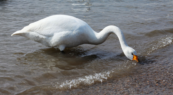 �����еİ����