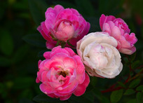 һ��õ�廨��дͼƬ