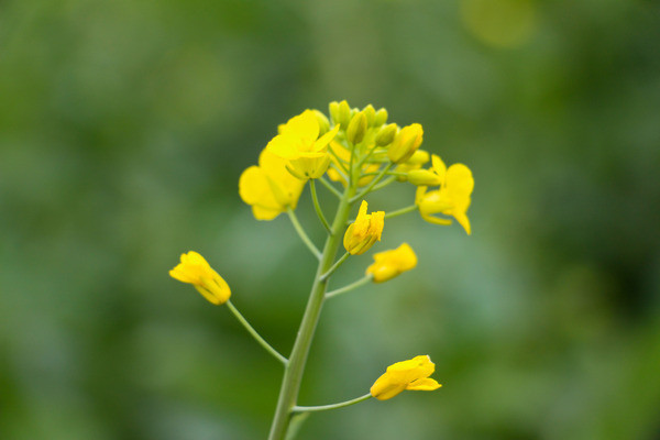 �Ͳ˻���д��ͷ