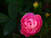 Ԥ��������õ�廨��дͼƬ