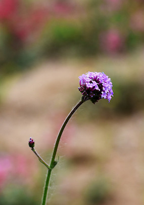 ��ɫ����ӣ