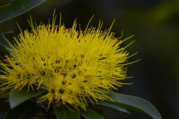 ��ɫС����дͼƬ