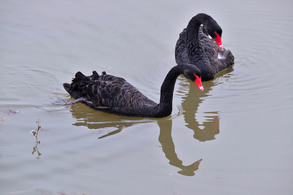 ����ĺ����ĵ�Ӱ