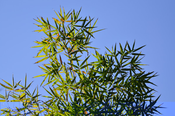 ������Ҷ��дͼƬ