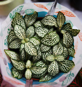 ��ɫ���Ʋ�