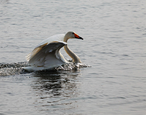 ���������е����