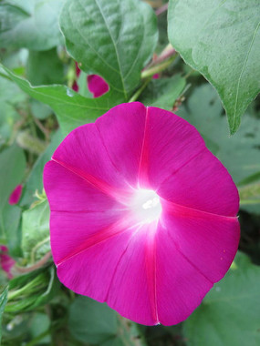 ���޵����Ȼ�