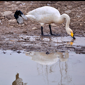 ����Ѱʳ�����