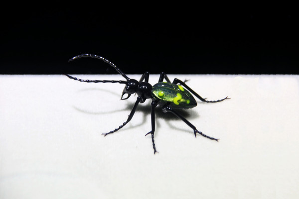 ��������Ʒ��ɫ��ţ