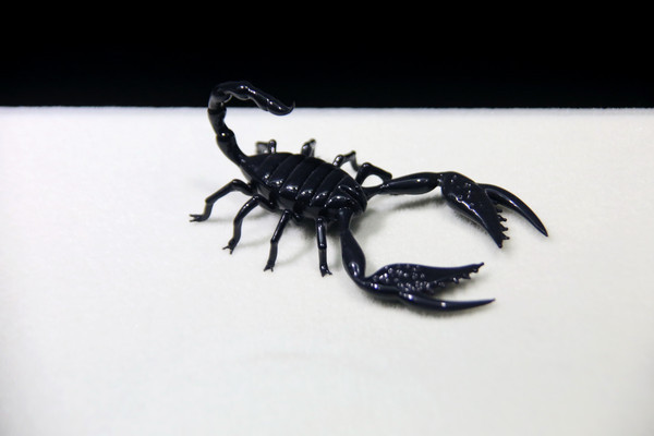 ��������ƷЫ��