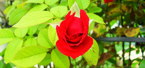 ��ɫ�¼�������ͼ